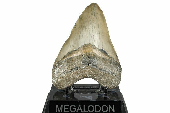 Fossil Megalodon Tooth - North Carolina #358920